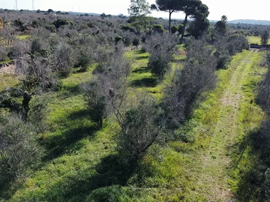 Immagine 11 di Terreno agricolo in vendita  a Alessano