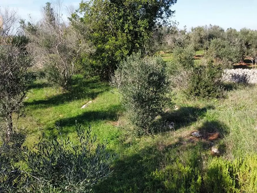 Immagine 14 di Terreno agricolo in vendita  a Alessano