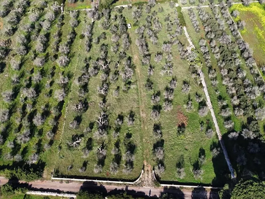Immagine 4 di Terreno agricolo in vendita  a Alessano