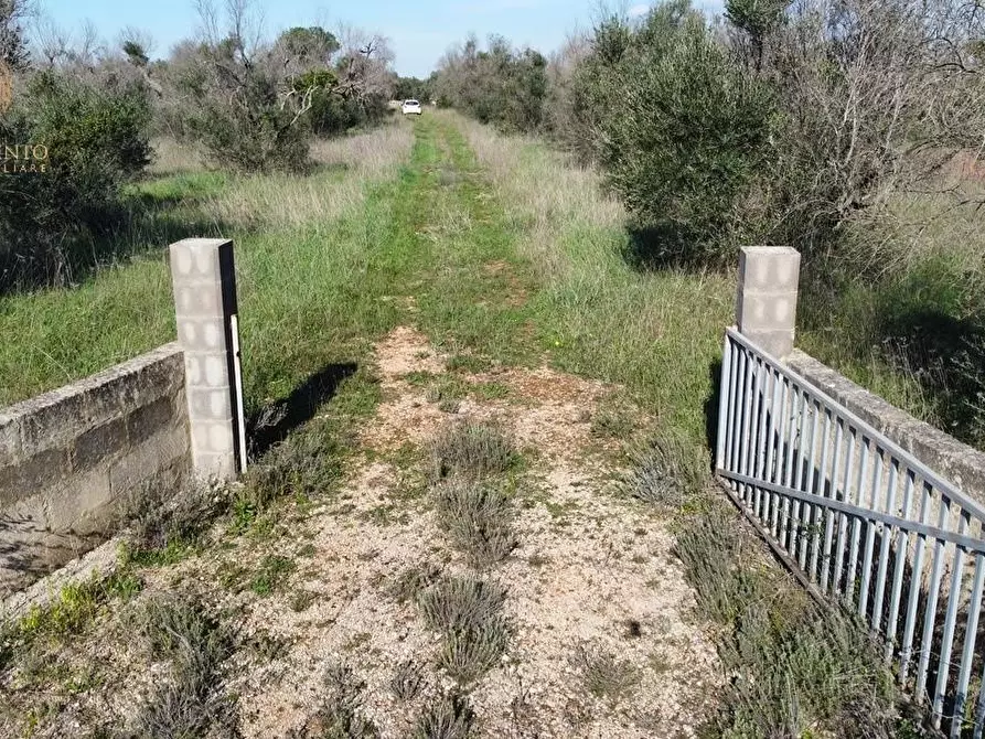 Immagine 5 di Terreno agricolo in vendita  a Alessano