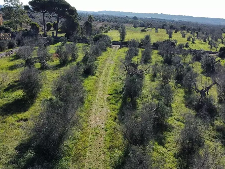 Immagine 16 di Terreno agricolo in vendita  a Alessano