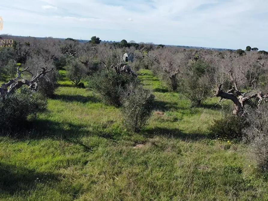 Immagine 6 di Terreno agricolo in vendita  a Alessano