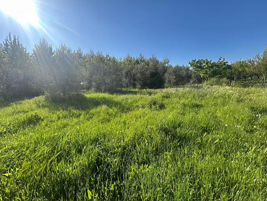 terreno agricolo in vendita a Ponsacco