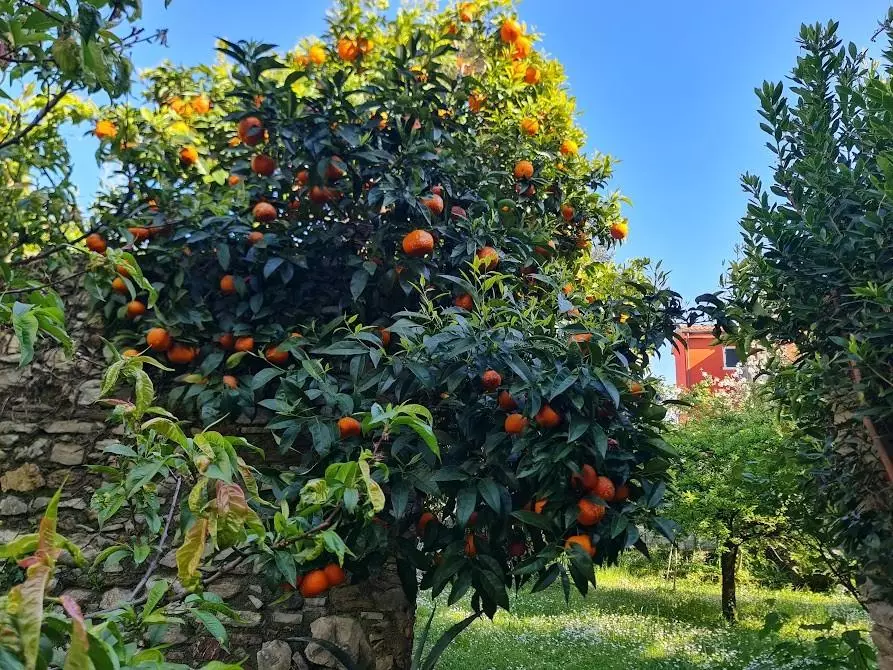 Immagine 29 di Villa in vendita  a Carrara