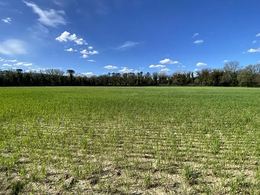 Immagine 30 di Casa colonica in vendita  a Suvereto