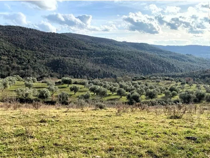 Immagine 31 di Casa colonica in vendita  a Suvereto