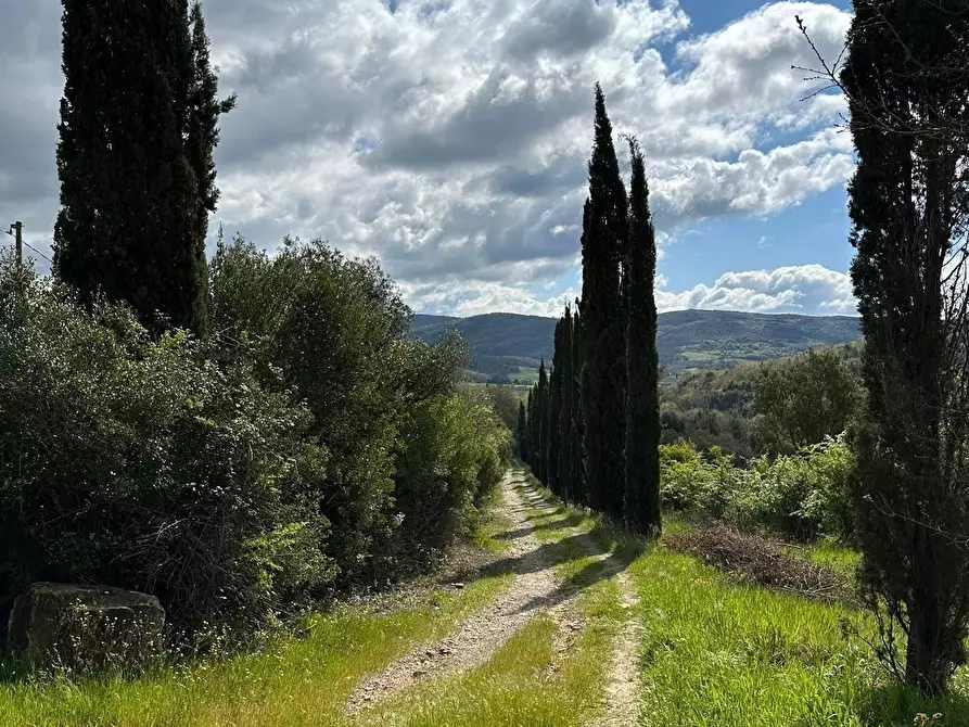 Immagine 32 di Casa colonica in vendita  a Suvereto