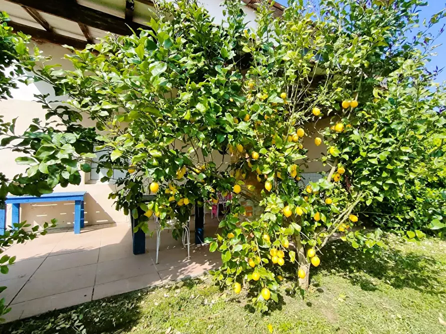 Immagine 34 di Villa in vendita  a Capannori