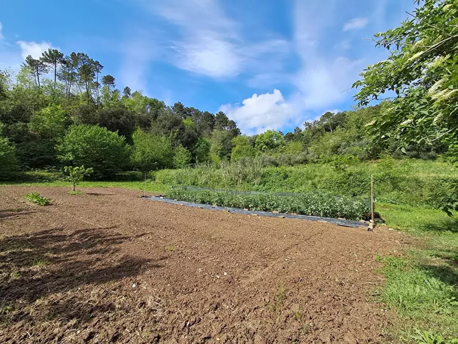 Immagine 11 di Rustico / casale in vendita  a Buti