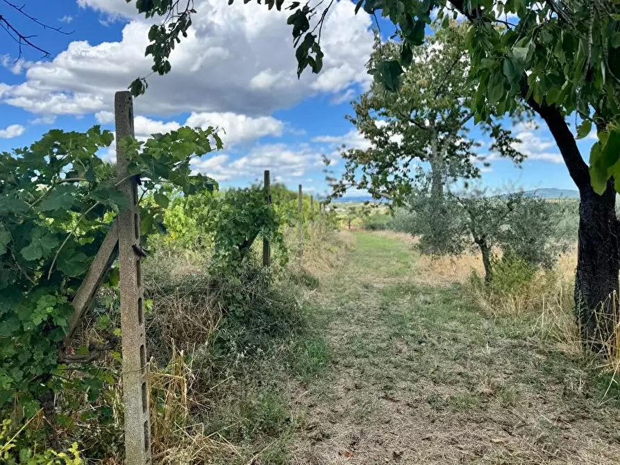 Immagine 67 di Rustico / casale in vendita  a Casole D'elsa