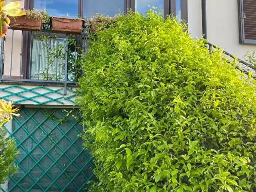 Immagine 2 di Appartamento in vendita  a Montescudaio