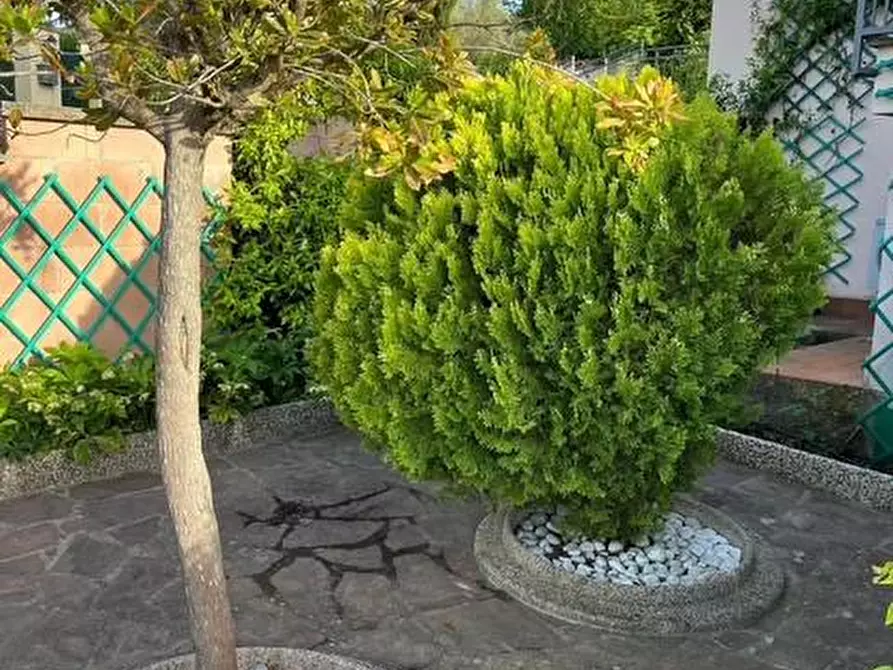 Immagine 24 di Appartamento in vendita  a Montescudaio