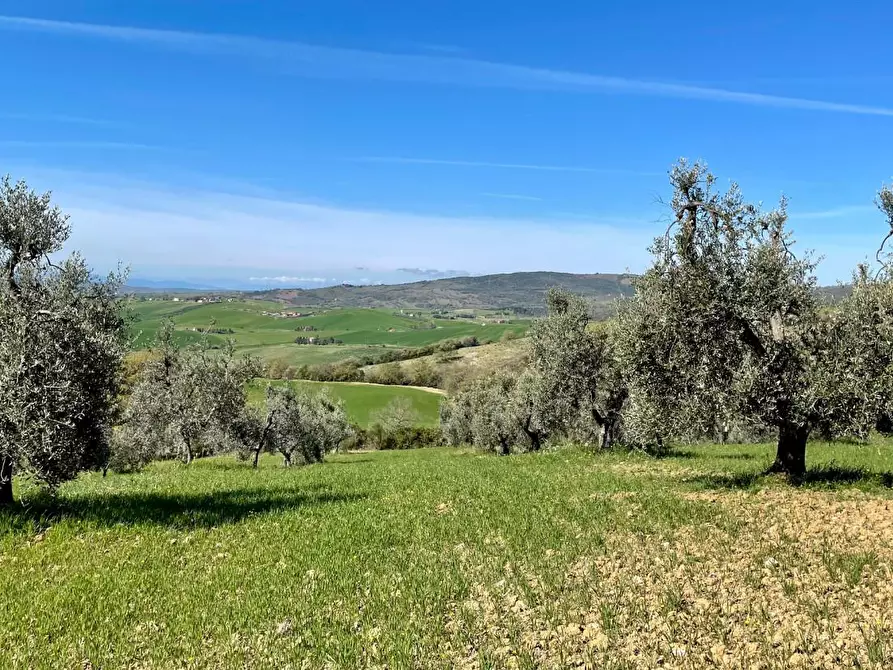 Immagine 2 di Terreno agricolo in vendita  a Semproniano