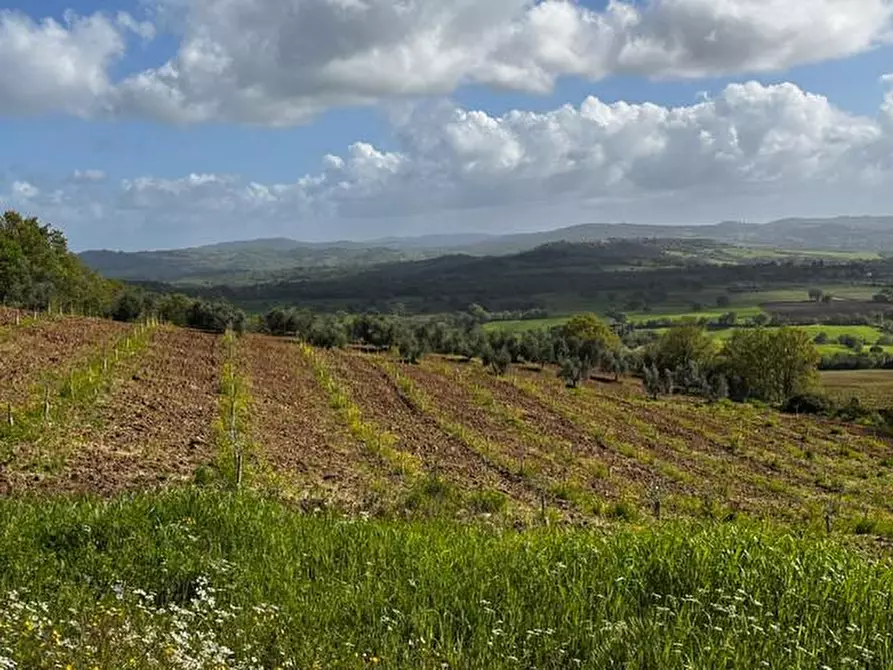 Immagine 3 di Terreno agricolo in vendita  a Semproniano
