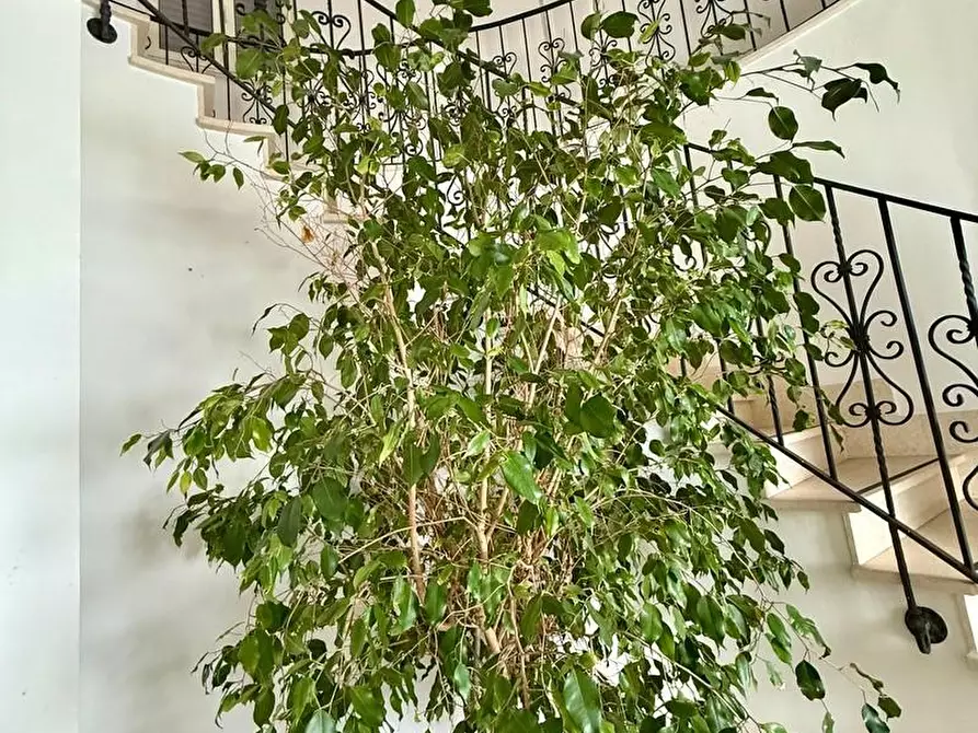 Immagine 23 di Villa in vendita  a Tricase