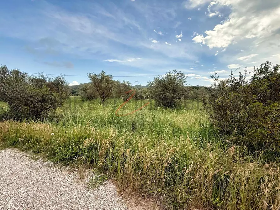terreno agricolo in vendita a Piombino