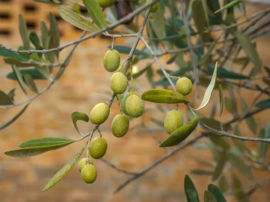 Immagine 44 di Agriturismo in vendita  a Palaia