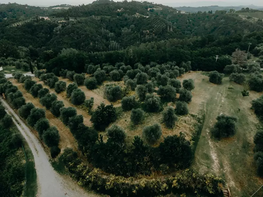 Immagine 18 di Agriturismo in vendita  a Palaia