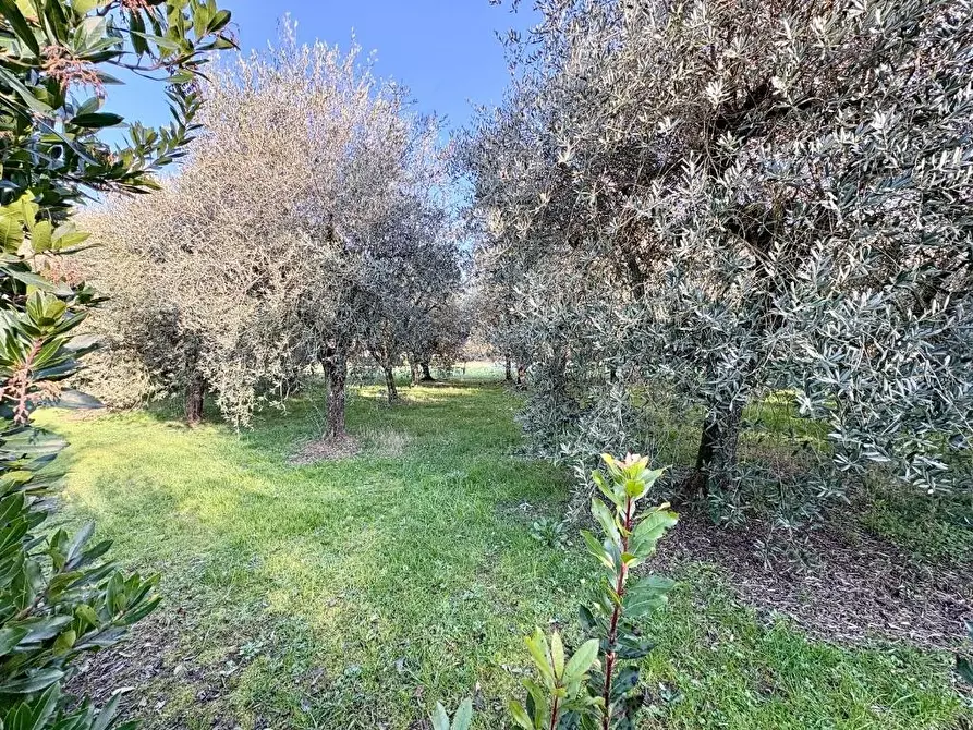 Immagine 3 di Villa in vendita  a Capannori