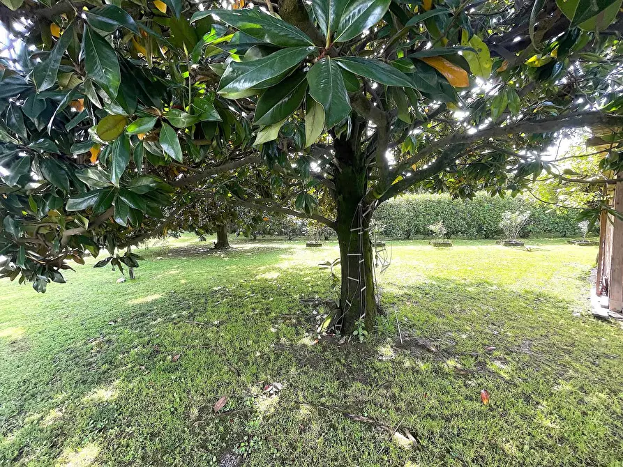 Immagine 4 di Appartamento in vendita  a Pietrasanta