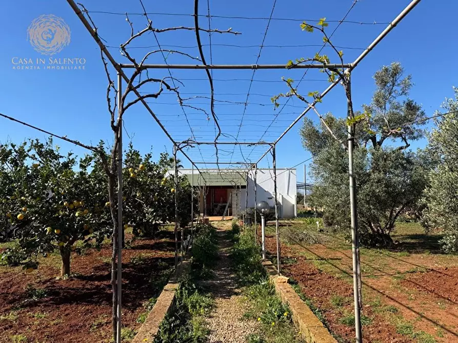Immagine 3 di Casa indipendente in vendita  a Salve