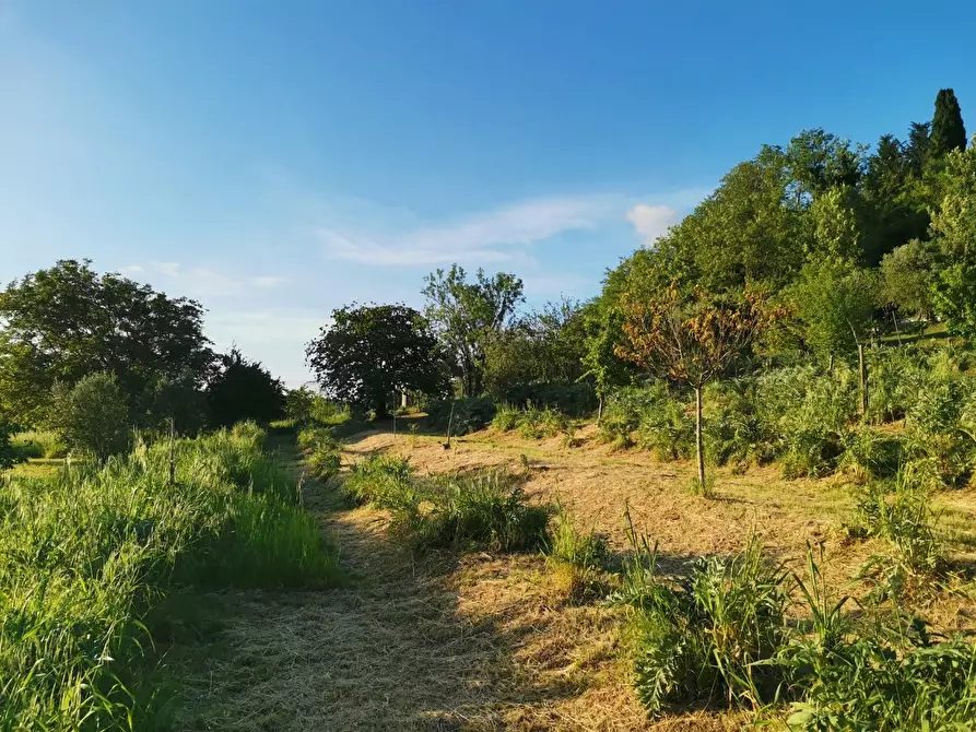 Immagine 13 di Terreno agricolo in vendita  a Poggibonsi