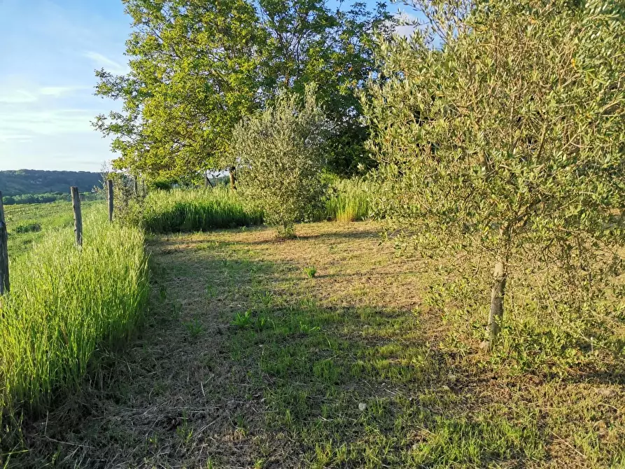 Immagine 3 di Terreno agricolo in vendita  a Poggibonsi