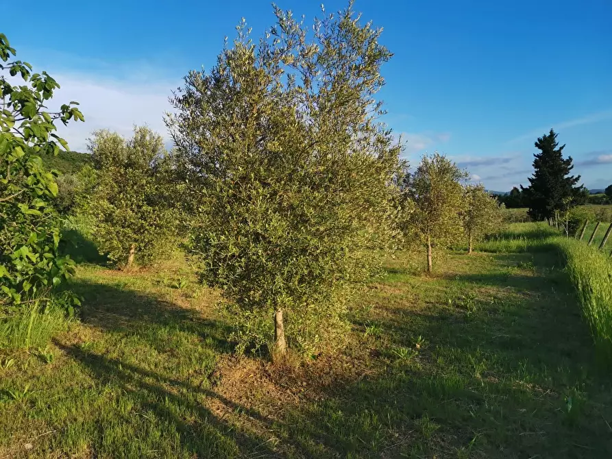 Immagine 14 di Terreno agricolo in vendita  a Poggibonsi