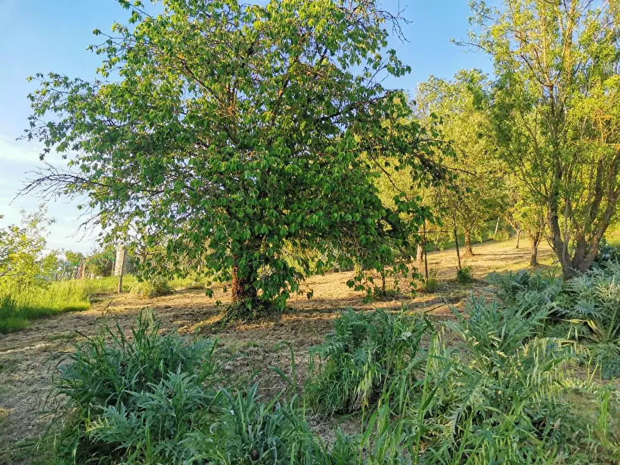 Immagine 11 di Terreno agricolo in vendita  a Poggibonsi