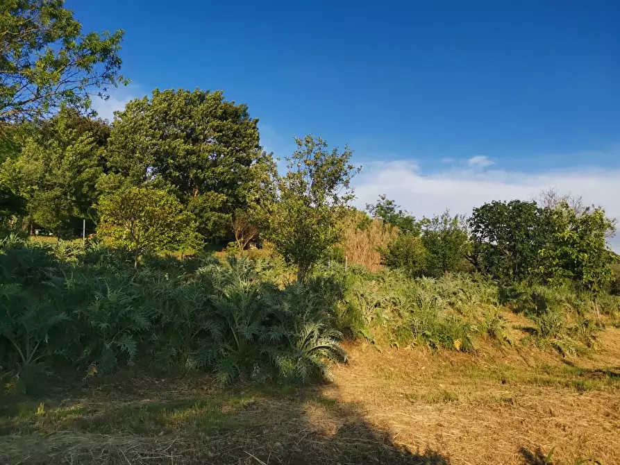 Immagine 9 di Terreno agricolo in vendita  a Poggibonsi