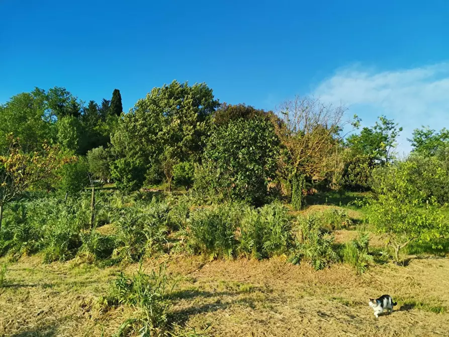 Immagine 2 di Terreno agricolo in vendita  a Poggibonsi