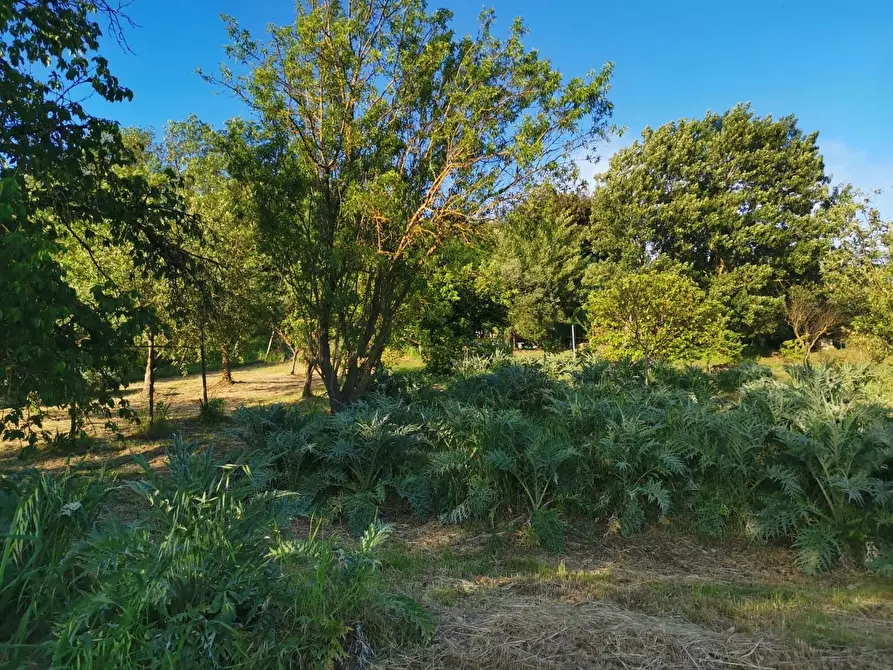 Immagine 6 di Terreno agricolo in vendita  a Poggibonsi
