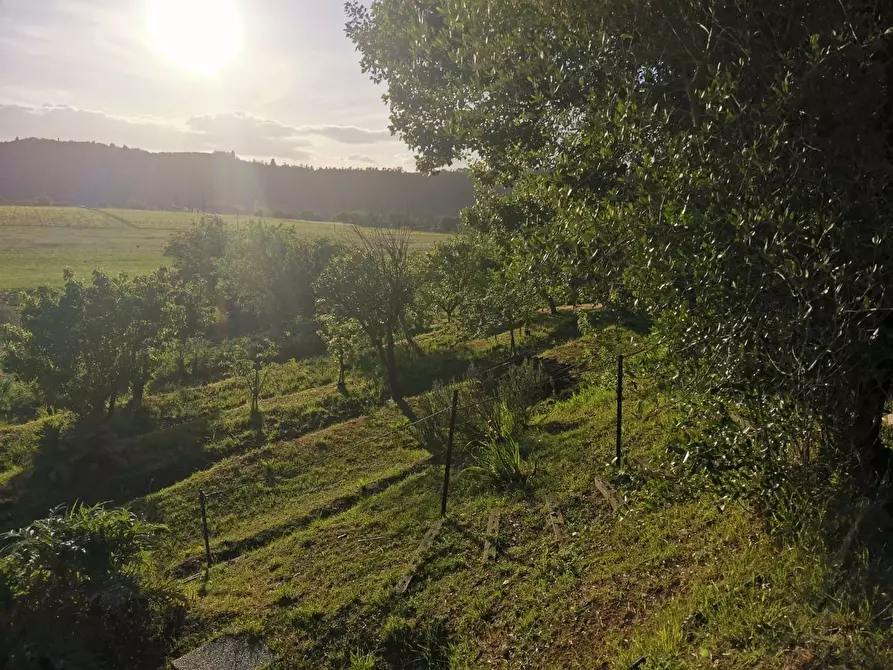 Immagine 7 di Terreno agricolo in vendita  a Poggibonsi