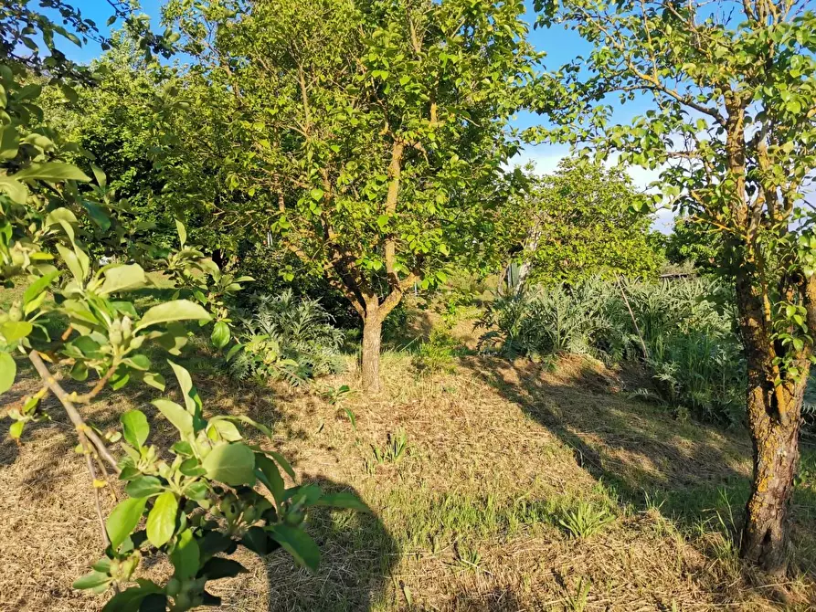 Immagine 8 di Terreno agricolo in vendita  a Poggibonsi