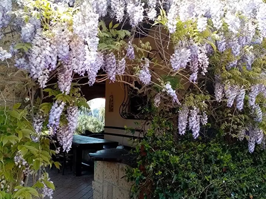 Immagine 4 di Casa colonica in vendita  a Campiglia Marittima