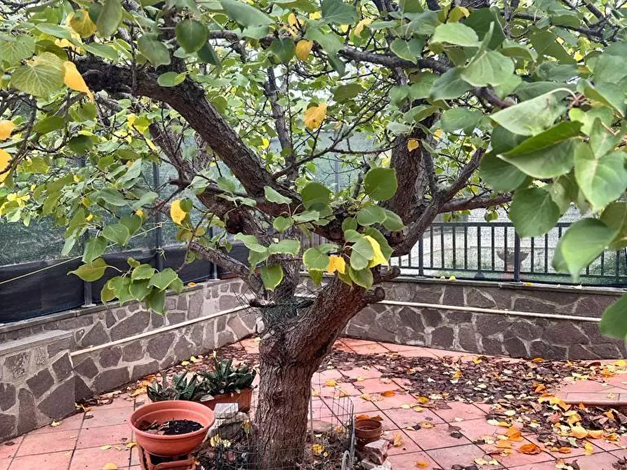 Immagine 13 di Villetta a schiera in vendita  a Campiglia Marittima