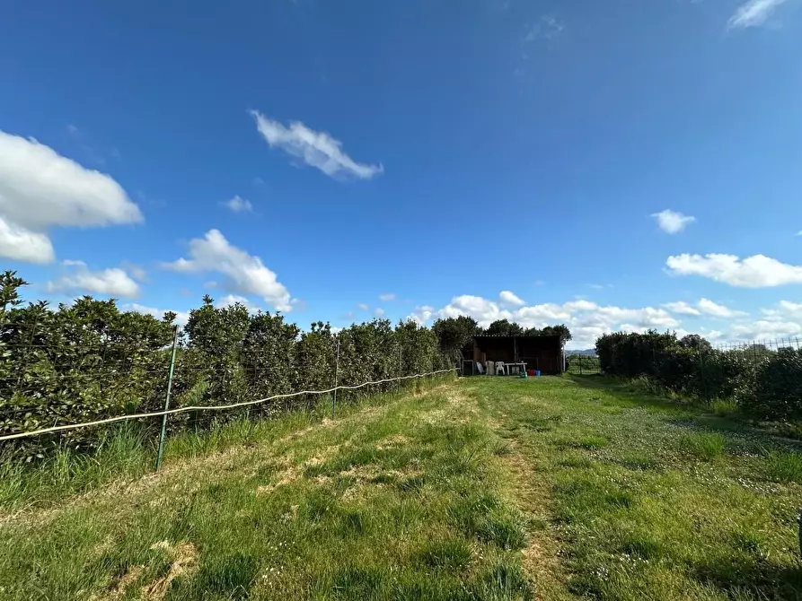 Immagine 9 di Terreno agricolo in vendita  a Campiglia Marittima