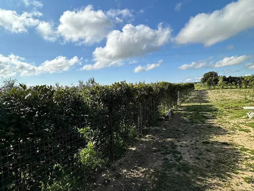 Immagine 7 di Terreno agricolo in vendita  a Campiglia Marittima