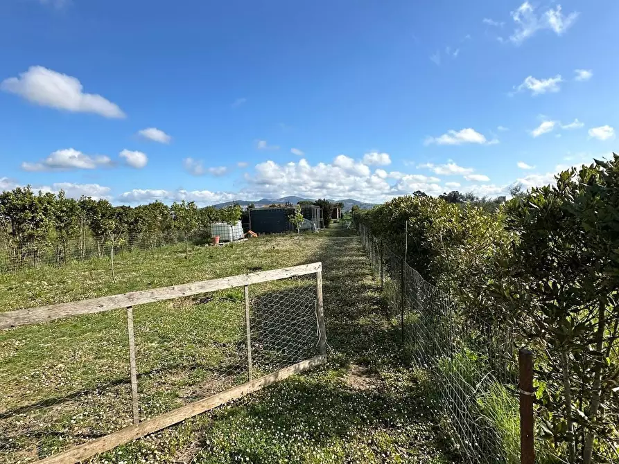Immagine 4 di Terreno agricolo in vendita  a Campiglia Marittima