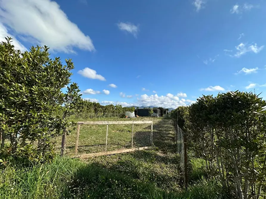 Immagine 3 di Terreno agricolo in vendita  a Campiglia Marittima