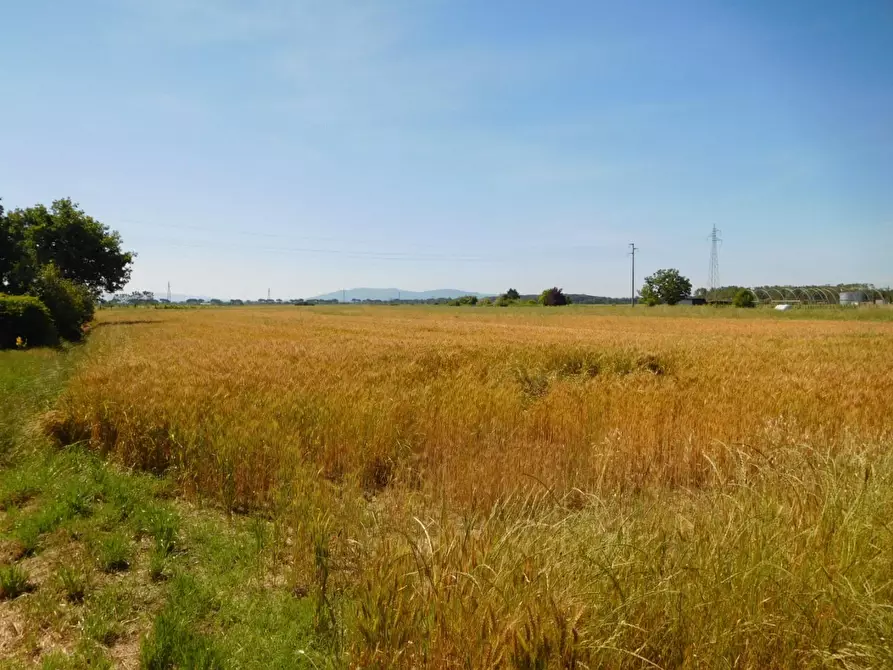 Immagine 2 di Terreno agricolo in vendita  a Pisa