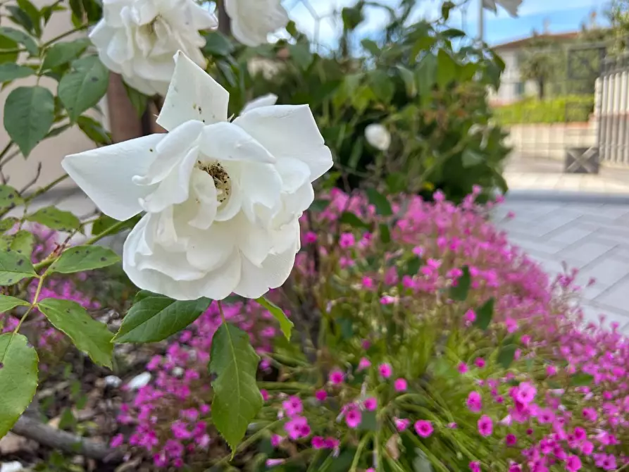 Immagine 13 di Terratetto in vendita  a Ponsacco