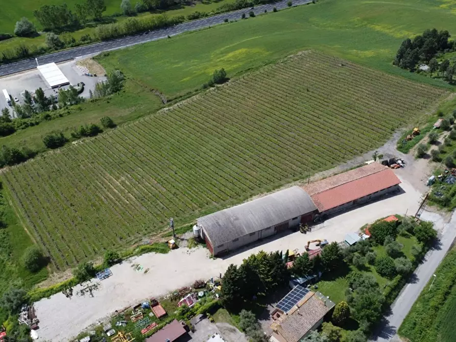 Immagine 6 di Azienda agricola in vendita  a Castelnuovo Berardenga