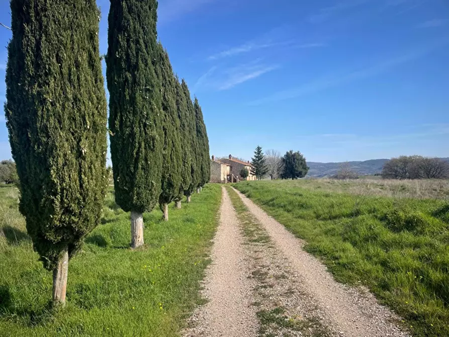 Immagine 6 di Casa colonica in vendita  a Asciano