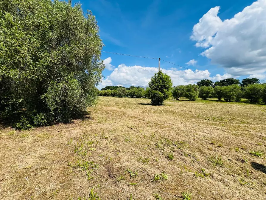 Immagine 3 di Casa semindipendente in vendita  a Castagneto Carducci