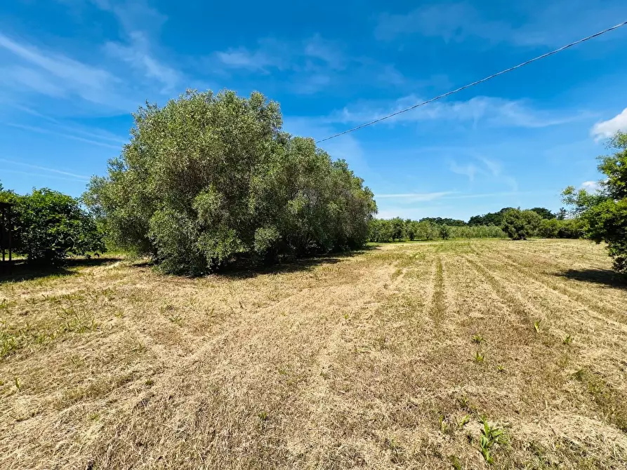 Immagine 5 di Casa semindipendente in vendita  a Castagneto Carducci