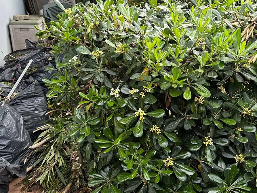 Immagine 11 di Appartamento in vendita  a Vinci