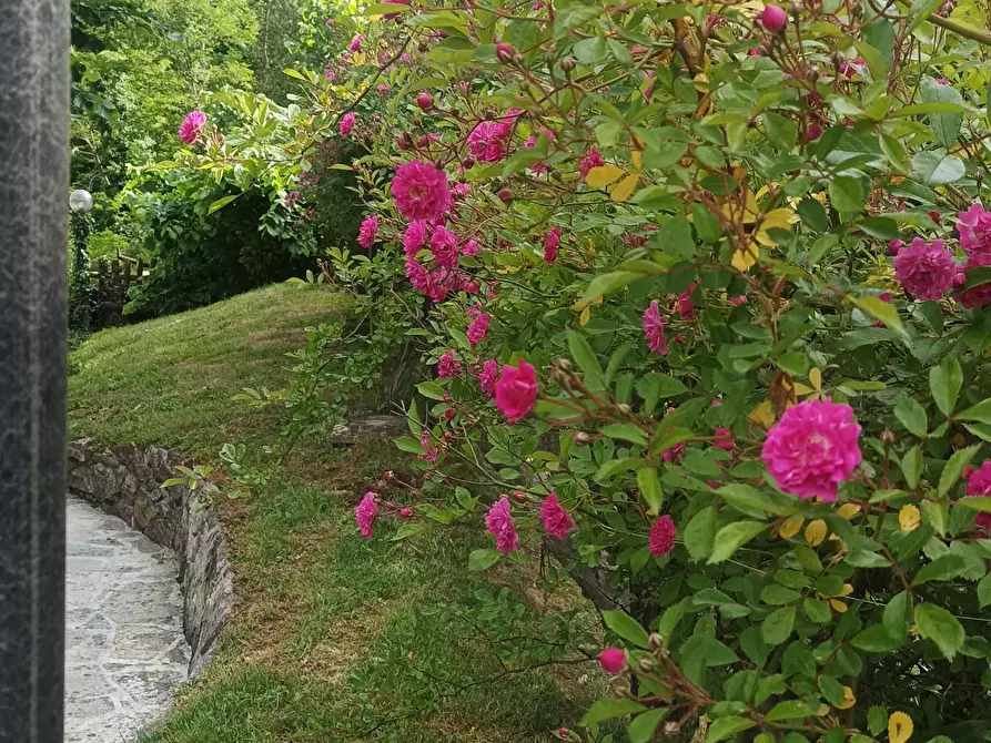 Immagine 3 di Bar / Ristorante in vendita  a Borgo A Mozzano