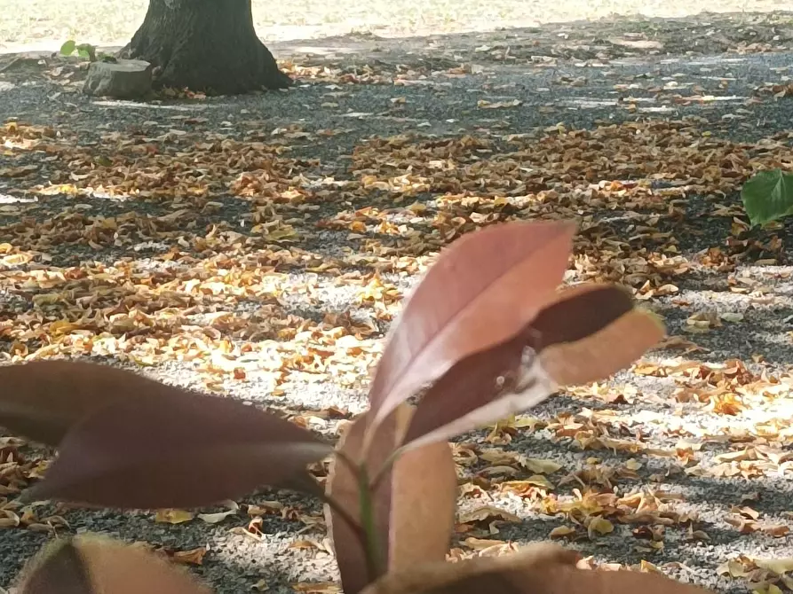 Immagine 9 di Bar / Ristorante in vendita  a Borgo A Mozzano