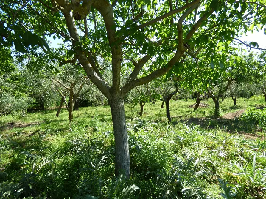 Immagine 7 di Casa colonica in vendita  a Campiglia Marittima
